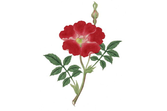 Watercolor Flower Design: A Versatile and Elegant Art Form